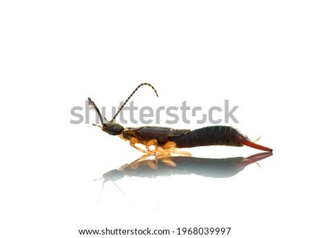 an earwig predator on a translucent white background 