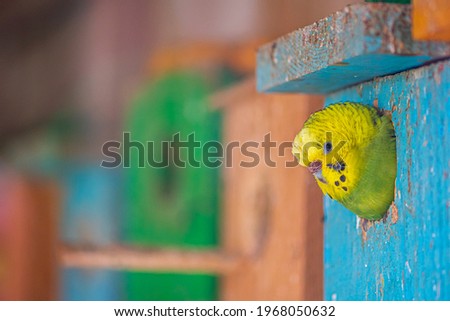 Tiny Budgie parrot face or Parakeet outside the door or entrance of a colorful wooden house Royalty-Free Stock Photo #1968050632