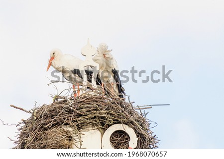 Two storks build a nest on the chimney of a house. Above an owl sign with white swans. A triangle and decoration on it