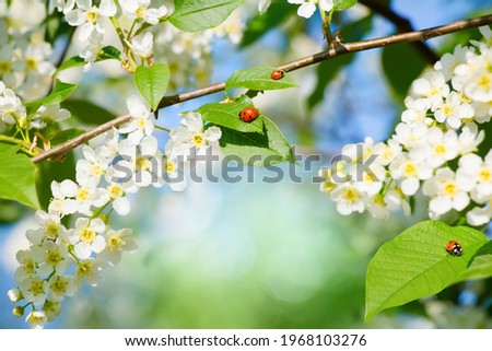 Nature Spring Floral Background, soft focus. Ladybug on Bird cherry leaf. Beautiful white bird cherry blossoms. Spring bright natural Wallpaper. Bird cherry tree in Springtime