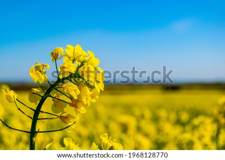 Detail of flowering rapeseed canola or colza field in rural british lands, plants for green energy and oil industry, rape seed flowering landscape with clear blue sky and blurry background