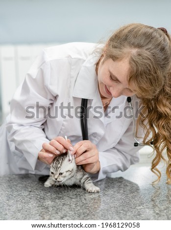 Vete exams kitten's ears at clinic