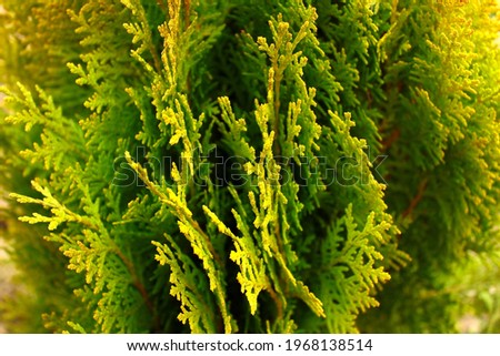 Close-up of green-yellow thuja branches.