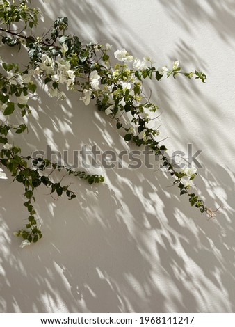 White flower branch leaves and sunlight shadows on neutral beige wall. Aesthetic floral shadow silhouette background