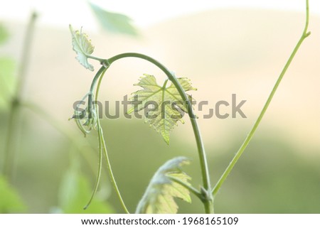 Close up shot of a green vine leaf
