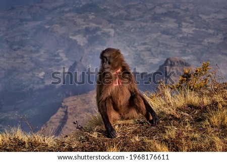 Mountain monkey. Gelada Baboon with open mouth with teeth. CLose-up wide portrait Simien mountains NP, gelada monkey, Ethiopia. Cute animal from Africa. Cute endemic mammal in the nature habitat.