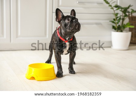 Cute funny dog near bowl with food at home