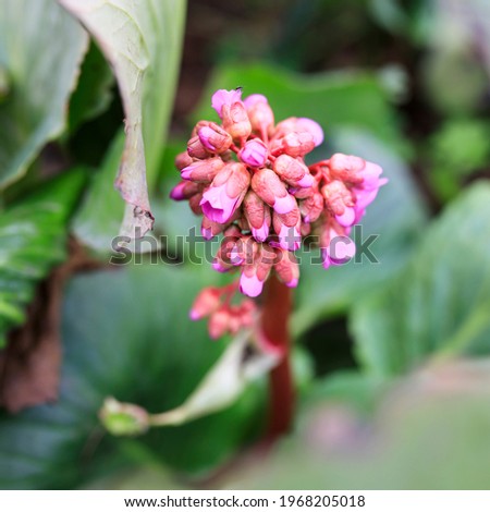 Bright and showy Bergenia crassifolia cone-shaped flowers close up with green leaves on background. Square frame