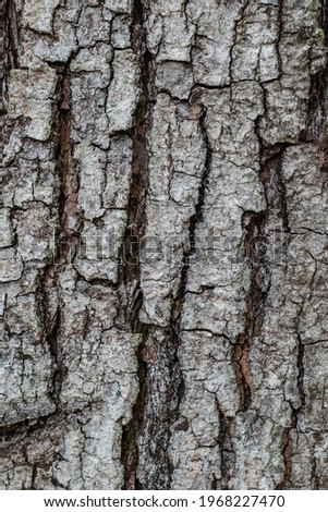 close up view of bark tree texture for background