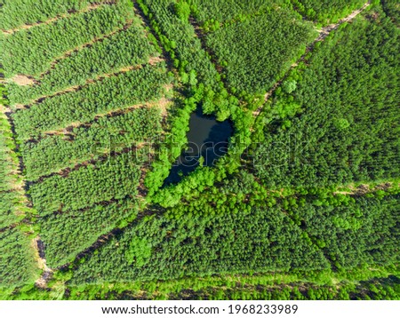 Green heart shaped lake around pine forest aerial view