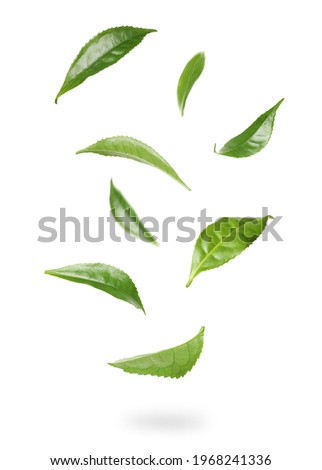 Fresh green tea leaves falling on white background Royalty-Free Stock Photo #1968241336