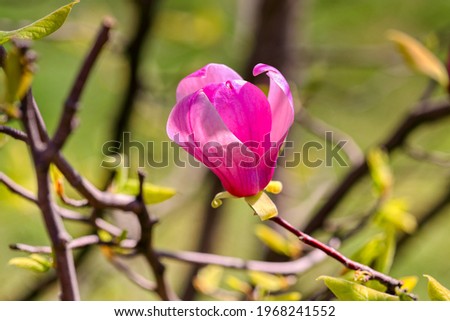 Blooming magnolia soulangeana flowers on a tulip tree in spring. Clouse up. Romantic floral background. Internet springtime banner.  Space for text 