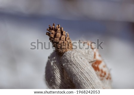 Close up of white gloved hand holding one pine cone in winter. Winter decoration. A small lump in warm gloves.
