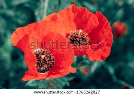 red poppy flowers summer concept Toned