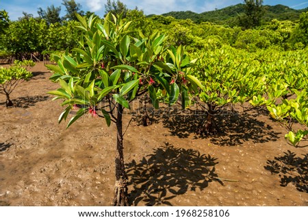 Stunning showy young mangrove tree of rhizophora stylosa specie on wet sands, with its very green leaves and red flowers. Iriomote Island. Royalty-Free Stock Photo #1968258106