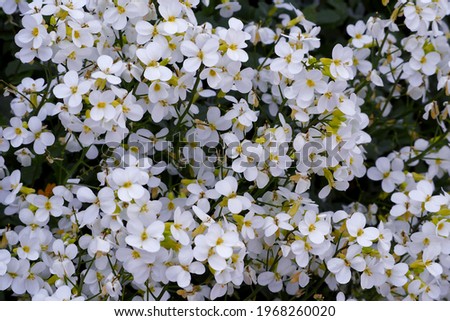 Caucasian Arabis bush with small white flowers and green leaves grows on a sunny day in spring top view. white spring flowers Royalty-Free Stock Photo #1968260020