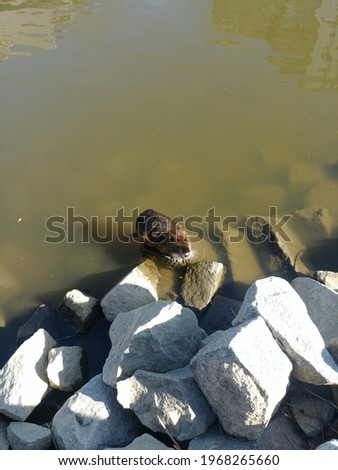 Coypu on stones by the river