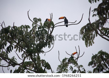 toucans in Brazil, beautiful bird