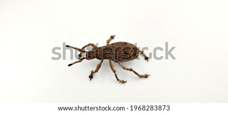 weevil isolated on white background
