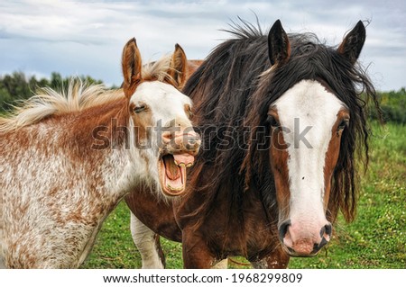 A young horse makes a funny face while its mother looks on