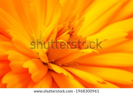 Yellow calendula flower, close up macro. Calendula orange Flower. Blooming marigold flowering petals. Medicinal Calendula herb
