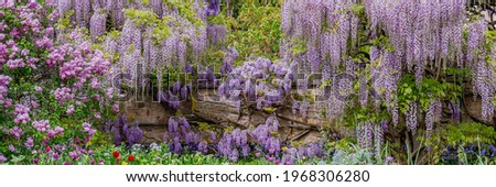 Blooming blue Wisteria. Blue Rain Wisteria Flowers. Fabaceae Chinese  Wisteria sinensis and Japanese Wisteria Floribunda Macrobotrys Longissima Alba blossom. Natural  flowers in park.  Banner