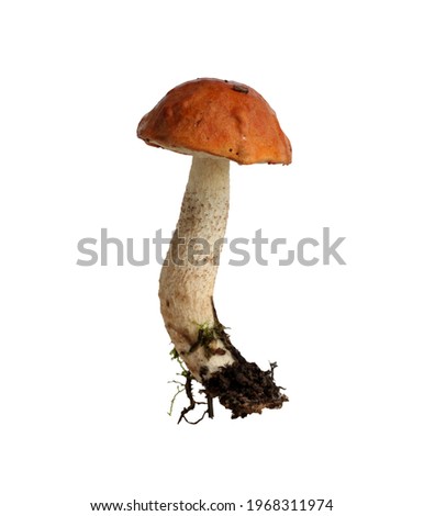 Mushroom orange-cap boletus isolated on white background, selective focus