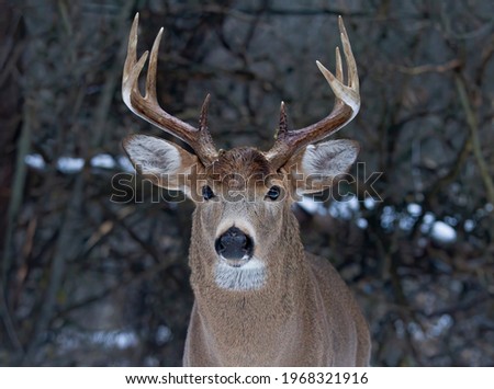 White-tailed deer buck with direct eye contact standing in the winter snow in Canada