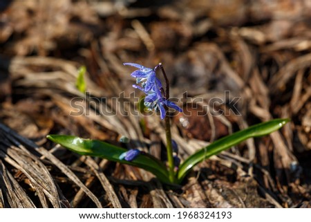 Small blue Scilla siberica flower in raindrops in springtime macro photography. Blooming Siberian squill flower on a sunny day with water drops on a purple petals close-up photo. 