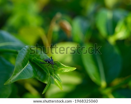 The photo of the beetle is made on a glossy green sheet. The insect is seen close-up in the natural wild. The picture shows how one beetle sits on top of the leaf, and the second one is below it.