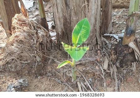 New baby banana plant with dark green leaves growing from harvested decaying banana plant surrounded with dirty ground soil and natural waste. Closeup top view.