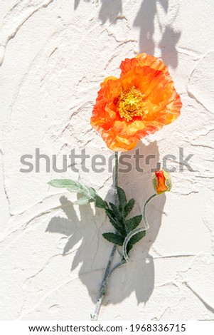 Beautiful flowers on the white wall, emotional pictures, high resolution photos editing image source illustration book cover design recommendation synthetic sauce