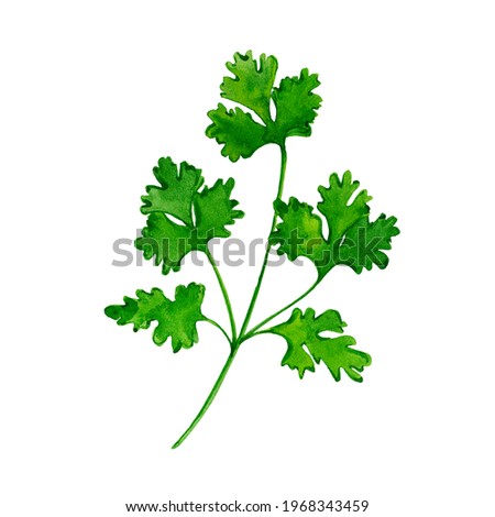 Cilantro. Hand drawn watercolor painting. Illustration  on white background.
 