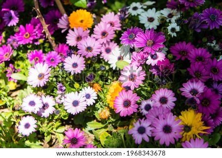 Beautiful and colorful spring flowers Emotional picture, high resolution photo editing image source illustration Book cover design recommendation Synthetic sauce