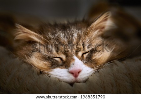 Image of sleeping Norwegian Forest Cat, shallow depth of field, selective focus