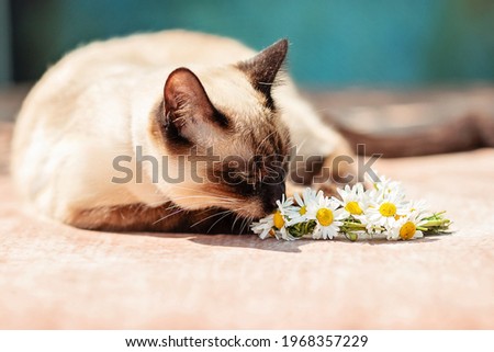 A white Thai cat lies next to a small wreath of daisies. Sunlight, blue background in grunge style