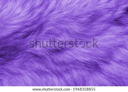 Colorful purple background fur texture
