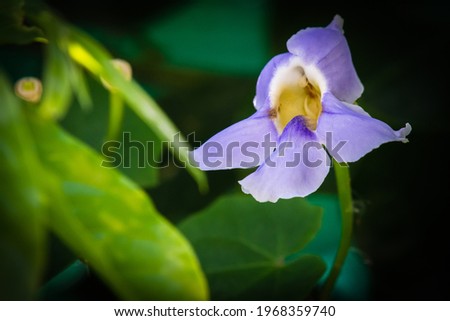 It is a photograph of flower is Bengal Trumpet that lives and lives in Thailand.