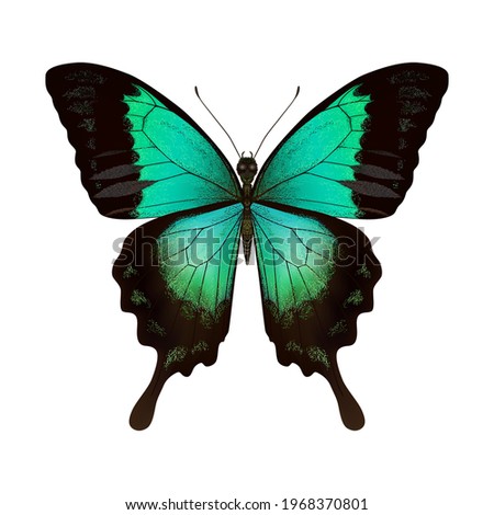 Hand drawn vector illustration. Swallowtail Butterfly