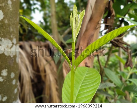 Psidium guajava leaf on tree ayurvedic organic healthy