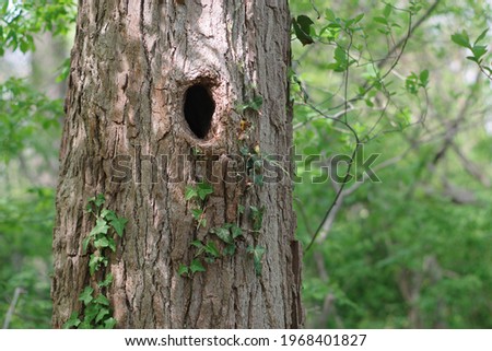 Tree hole in a tree where birds and other small animals can live