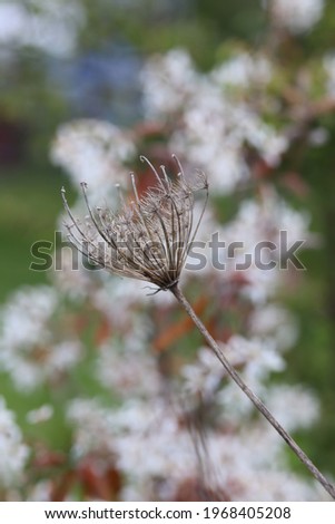 Spring nature background. Beautiful picture of tree buds. Wild plants and flowers close-up macro. Awesome spring floral nature.