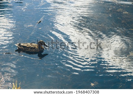 duck on the lake in the forest