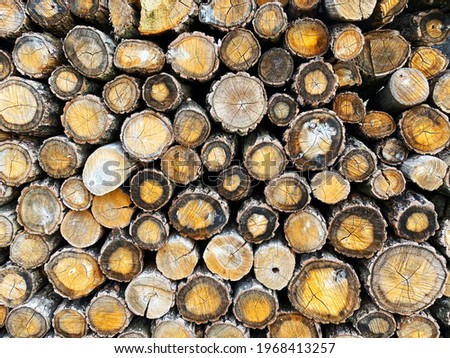 Wood wallpaper, fire wood nature beautiful picture. Nice bright wallpaper with wood cross section. Wood background