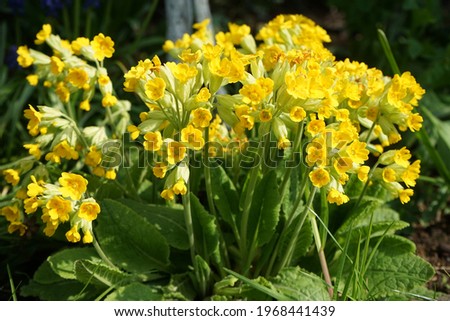 Primula veris "Cabrillo" in May in the garden. Primula veris, the cowslip, common cowslip, cowslip primrose, Primula officinalis Hill, is a herbaceous perennial flowering plant. Berlin, Germany Royalty-Free Stock Photo #1968441439