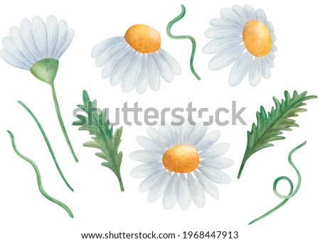Watercolor hand drawn floral set of elements flowers chamomile daisies from different directions with leaves isolated on white clip art for fabric textile clothes, wrapping paper packaging design card