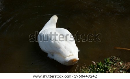 A Swan searching for food in a lake near a suburb village