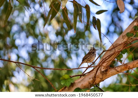 A Lincoln's sparrow bird perched on a tree branch. Small bird, streaky brown, buffy, and with rusty edges to its wings and tail.