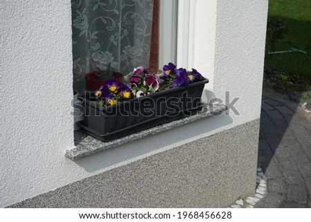 Pansies in a flower box on the windowsill. Berlin, Germany