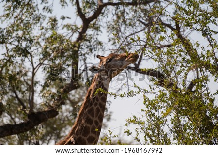 beautiful Giraffe busy feeding off the leaves  of a tree in Kruger National Park in South Africa